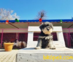SCHNAUZER YAVRU ANNE ALTINDAN SEÇME İMKANIYLA 4