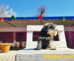 SCHNAUZER YAVRU ANNE ALTINDAN SEÇME İMKANIYLA 2