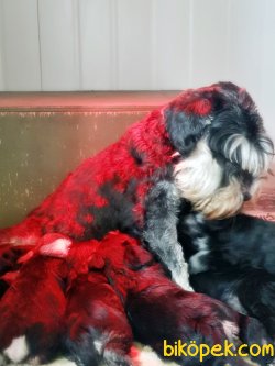 SCHNAUZER YAVRU ANNE ALTINDAN SEÇME İMKANIYLA 5