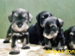 SCHNAUZER YAVRU ANNE ALTINDAN SEÇME İMKANIYLA 4