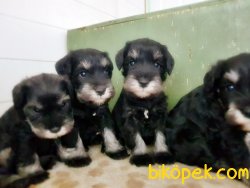 SCHNAUZER YAVRU ANNE ALTINDAN SEÇME İMKANIYLA 3