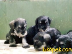 SCHNAUZER YAVRU ANNE ALTINDAN SEÇME İMKANIYLA 2