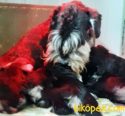 SCHNAUZER YAVRU ANNE ALTINDAN SEÇME İMKANIYLA 1
