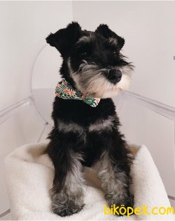 SCHNAUZER YAVRULARI 1