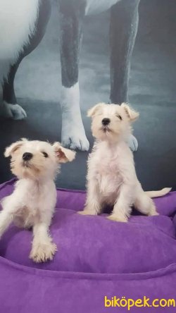 Schnauzer Yavruları 2