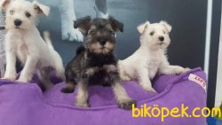 Schnauzer Yavruları 5