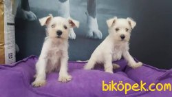 Schnauzer Yavruları 4