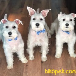 Schnauzer Yavruları 1