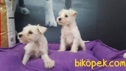 Schnauzer Yavruları 3