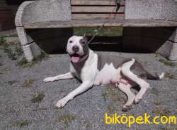 Scr Belgeli Amerikan Stafffordshire Yavrularimiz 5