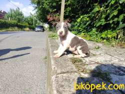 Scr Belgeli Amerikan Stafffordshire Yavrularimiz 3