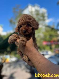 SCR Belgeli Babadan, Aşılı,chipli,3 Kg Garantili Yavrular 1