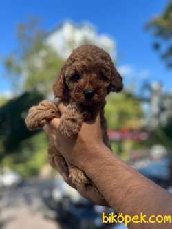 SCR Belgeli Babadan, Aşılı,chipli,3 Kg Garantili Yavrular 2