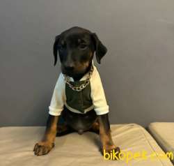 SCR Belgeli İstanbul'da Tek Doberman Yavrular 1