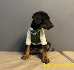 SCR Belgeli İstanbul'da Tek Doberman Yavrular 2