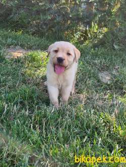 SCR Belgeli Labrador Yavruları Çiftliğinden 3