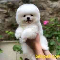 SCR Belgeli, Microchipli, A Kalite Pomeranian BOO Yavrum 4