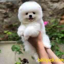 SCR Belgeli, Microchipli, A Kalite Pomeranian BOO Yavrum 2