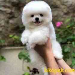 SCR Belgeli, Microchipli, A Kalite Pomeranian BOO Yavrum 5