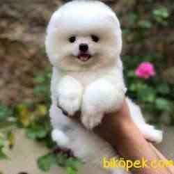 SCR Belgeli, Microchipli, A Kalite Pomeranian BOO Yavrum 1