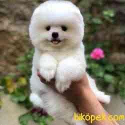 SCR Belgeli, Microchipli, A Kalite Pomeranian BOO Yavrum 3