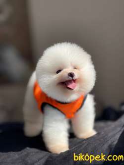 SCR Belgeli Pomeranian Boo Bebeklerimiz 1