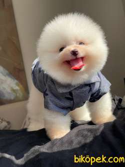 SCR Belgeli Pomeranian Boo Bebeklerimiz 2