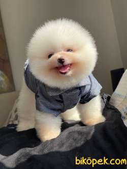 SCR Belgeli Pomeranian Boo Bebeklerimiz 3