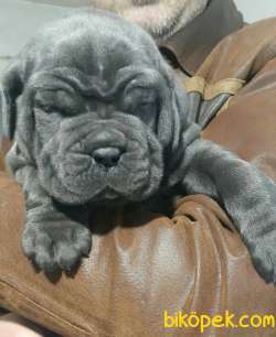 SCR BELGELİ SHOWLİNE KALİTEDE CANE CORSO YAVRULARI 2