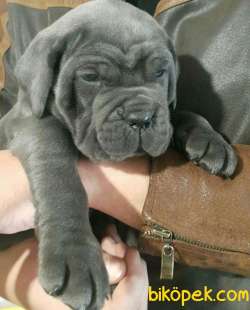 SCR BELGELİ SHOWLİNE KALİTEDE CANE CORSO YAVRULARI 4