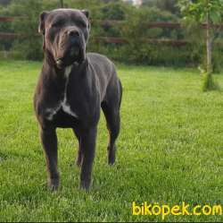 SCR BELGELİ SHOWLİNE KALİTEDE CANE CORSO YAVRULARI 5