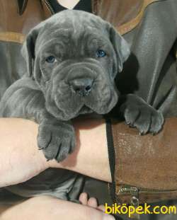 SCR BELGELİ SHOWLİNE KALİTEDE CANE CORSO YAVRULARI 1