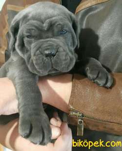 SCR BELGELİ SHOWLİNE KALİTEDE CANE CORSO YAVRULARI 3