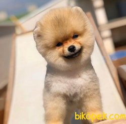 Scr/fcı Sertifikalı Pomeranian Boo Yetişkinlerimizden 2