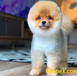 Scr/fcı Sertifikalı Pomeranian Boo Yetişkinlerimizden 1