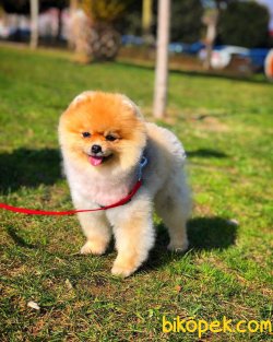 Scr/fcı Sertifikalı Pomeranian Boo Yetişkinlerimizden 3