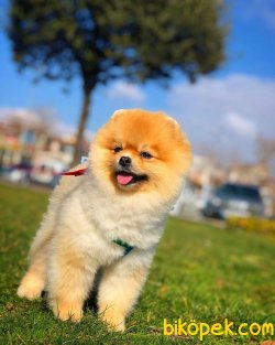 Scr/fcı Sertifikalı Pomeranian Boo Yetişkinlerimizden 2