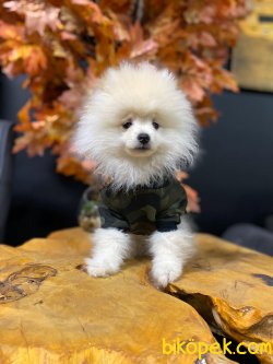 Scr Li Pomeranian Boo 4