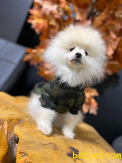 Scr Li Pomeranian Boo 5