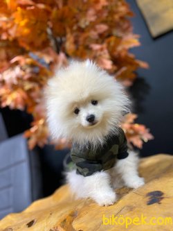 Scr Li Pomeranian Boo 3