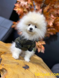 Scr Li Pomeranian Boo 2