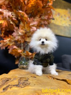 Scr Li Pomeranian Boo 1