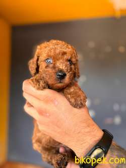 SCR Lİ Renkli Gözlü Toy Poodle 2