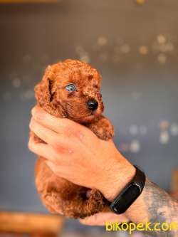 SCR Lİ Renkli Gözlü Toy Poodle 5