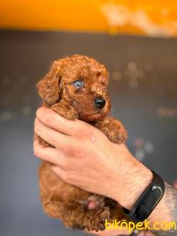 SCR Lİ Renkli Gözlü Toy Poodle 1