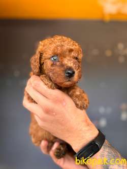 SCR Lİ Renkli Gözlü Toy Poodle 4