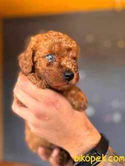 SCR Lİ Renkli Gözlü Toy Poodle 3