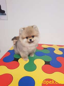 Scr Li Teddy Bear  Anne Baba Irk Garantili 1
