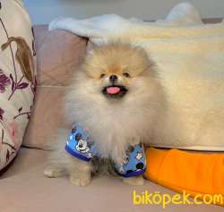 Scr Li Teddy Bear  Anne Baba Irk Garantili 4