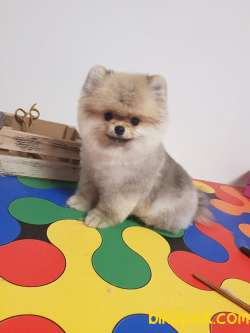 Scr Li Teddy Bear  Anne Baba Irk Garantili 2